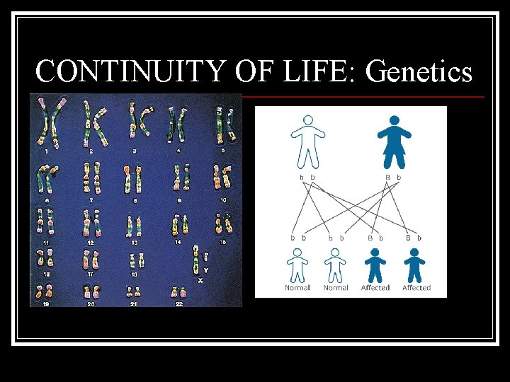 CONTINUITY OF LIFE: Genetics 