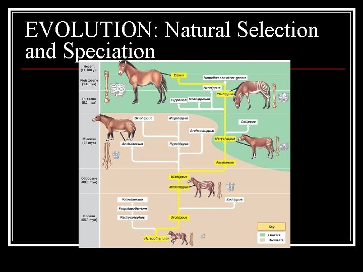 EVOLUTION: Natural Selection and Speciation 