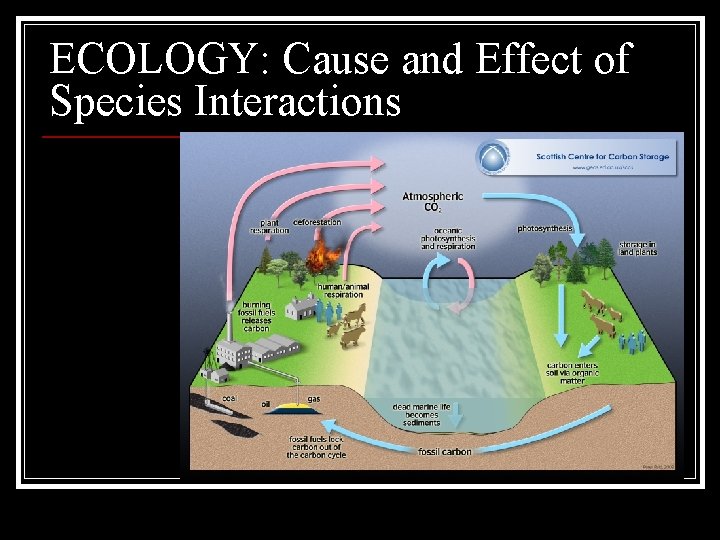 ECOLOGY: Cause and Effect of Species Interactions 