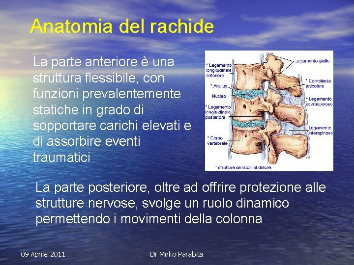 Anatomia del rachide La parte anteriore è una struttura flessibile, con funzioni prevalentemente statiche