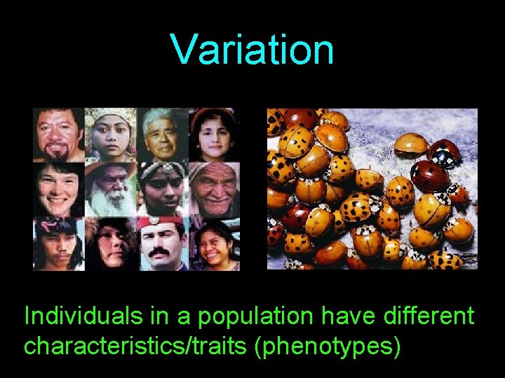 Variation Individuals in a population have different characteristics/traits (phenotypes) 