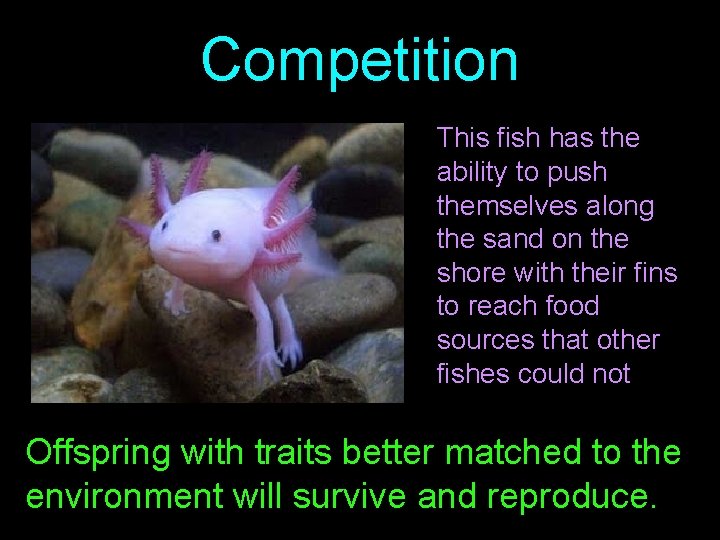 Competition This fish has the ability to push themselves along the sand on the