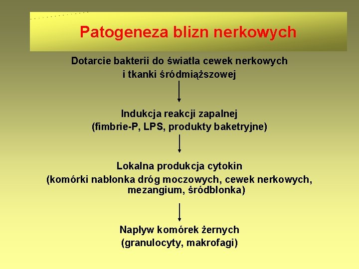 Patogeneza blizn nerkowych Dotarcie bakterii do światła cewek nerkowych i tkanki śródmiąższowej Indukcja reakcji