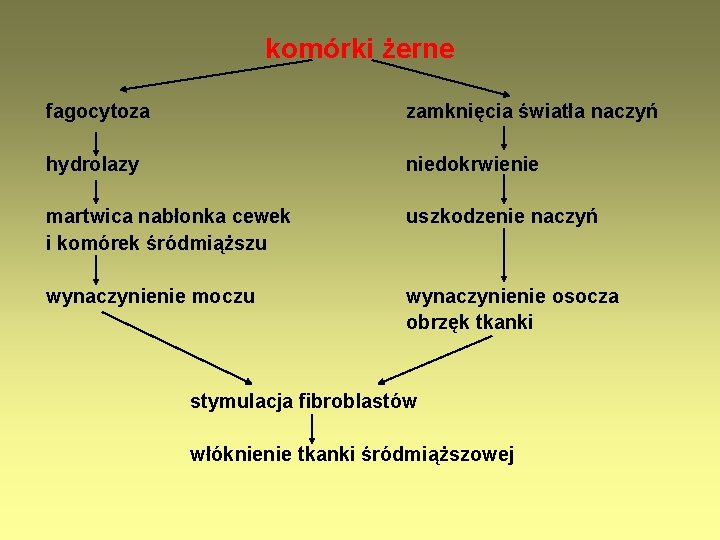 komórki żerne fagocytoza zamknięcia światła naczyń hydrolazy niedokrwienie martwica nabłonka cewek i komórek śródmiąższu