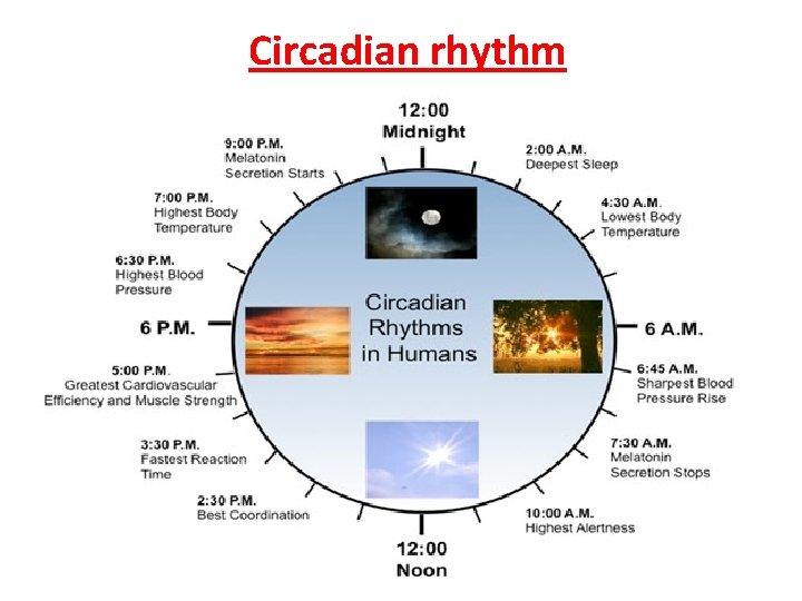 Circadian rhythm 