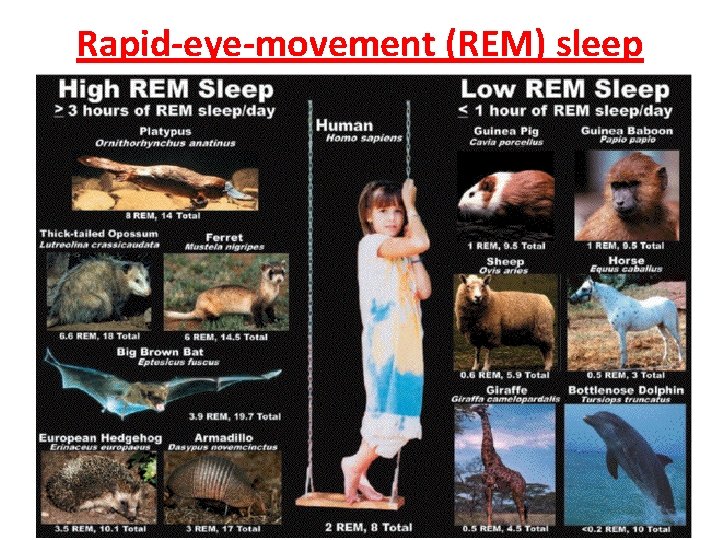 Rapid-eye-movement (REM) sleep 