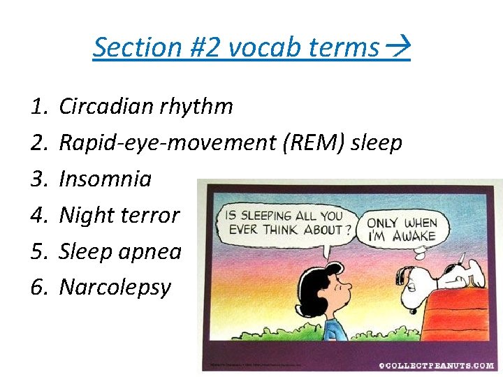 Section #2 vocab terms 1. 2. 3. 4. 5. 6. Circadian rhythm Rapid-eye-movement (REM)