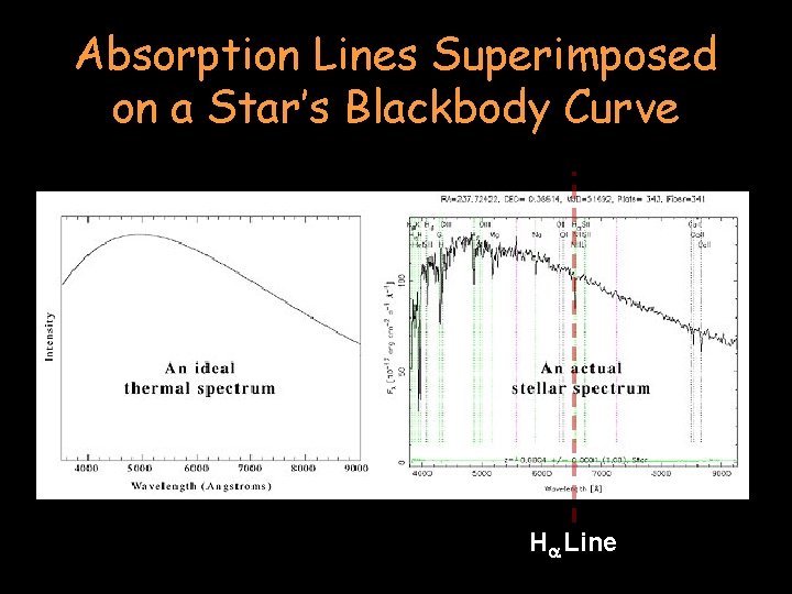 Absorption Lines Superimposed on a Star’s Blackbody Curve Ha Line 