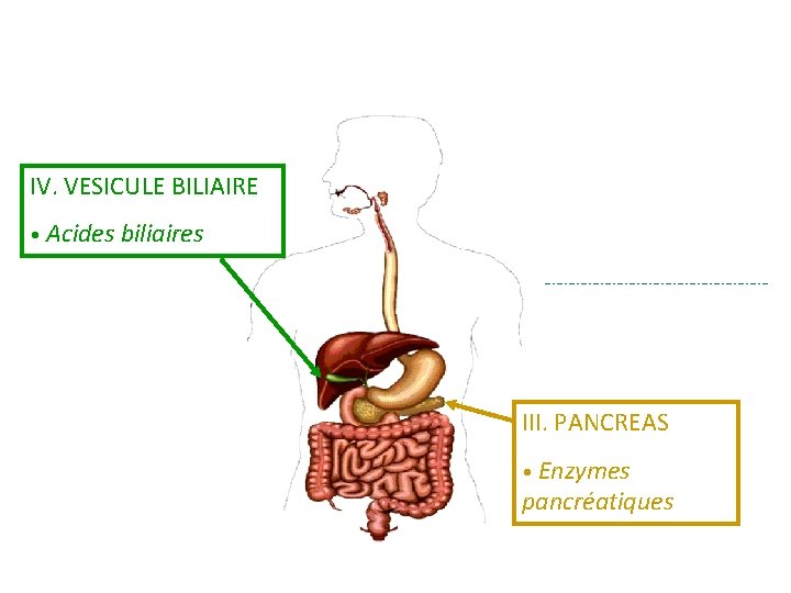 IV. VESICULE BILIAIRE • Acides biliaires III. PANCREAS • Enzymes pancréatiques 