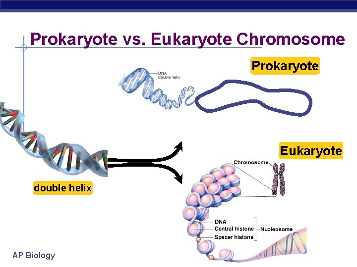 Prokaryote vs. Eukaryote Chromosome Prokaryote Eukaryote double helix AP Biology 