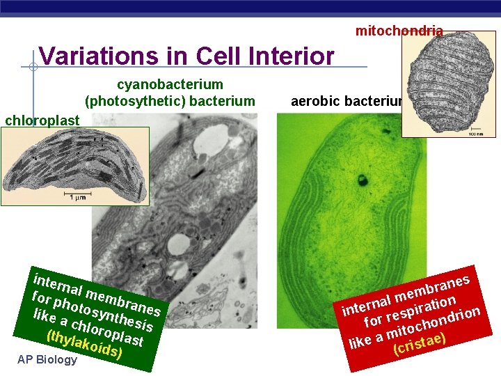 mitochondria Variations in Cell Interior cyanobacterium (photosythetic) bacterium aerobic bacterium chloroplast inter na for