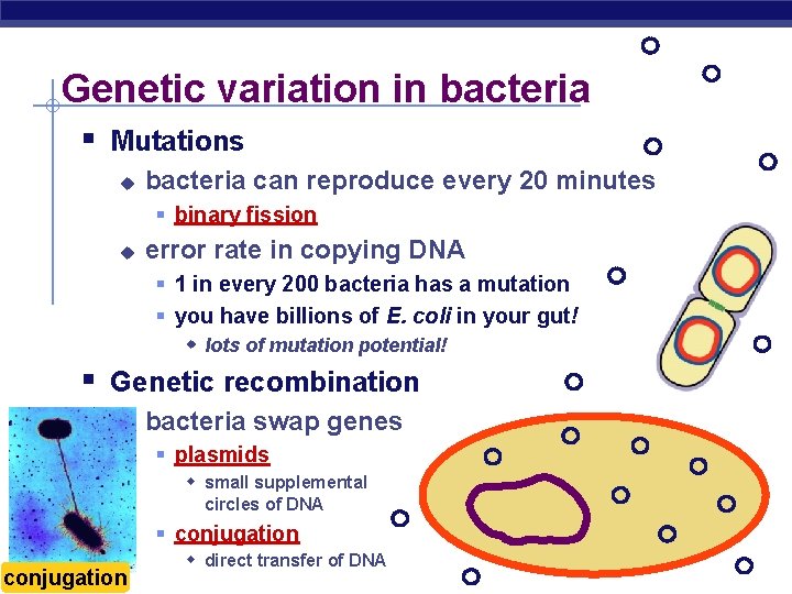Genetic variation in bacteria § Mutations u bacteria can reproduce every 20 minutes §