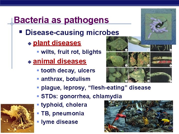 Bacteria as pathogens § Disease-causing microbes u plant diseases § wilts, fruit rot, blights