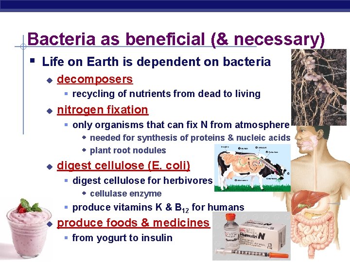 Bacteria as beneficial (& necessary) § Life on Earth is dependent on bacteria u