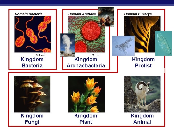 Kingdom Bacteria Kingdom AP Biology. Fungi Kingdom Archaebacteria Kingdom Protist Kingdom Plant Kingdom Animal