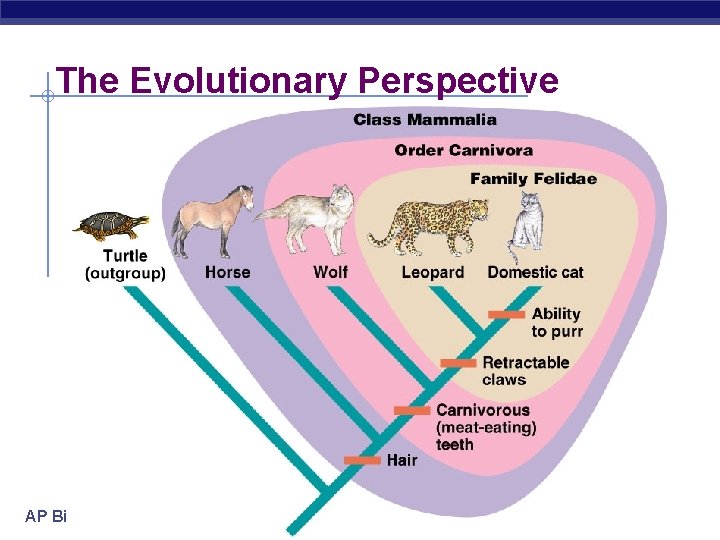 The Evolutionary Perspective AP Biology 