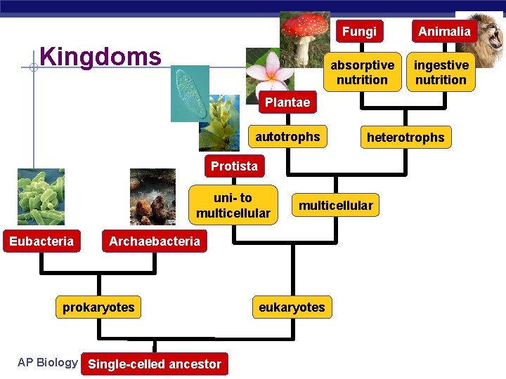 Kingdoms Fungi Animalia absorptive nutrition ingestive nutrition Plantae autotrophs heterotrophs Protista uni- to multicellular