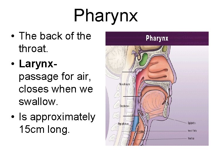 Pharynx • The back of the throat. • Larynxpassage for air, closes when we