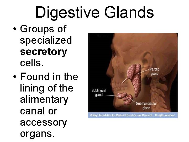 Digestive Glands • Groups of specialized secretory cells. • Found in the lining of