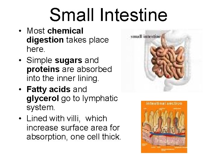 Small Intestine • Most chemical digestion takes place here. • Simple sugars and proteins