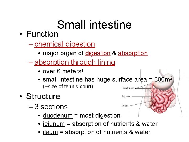 Small intestine • Function – chemical digestion • major organ of digestion & absorption