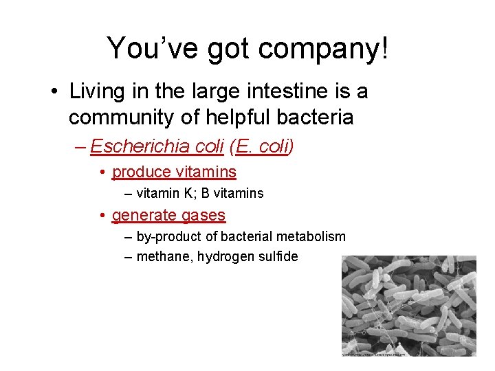 You’ve got company! • Living in the large intestine is a community of helpful