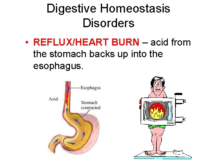 Digestive Homeostasis Disorders • REFLUX/HEART BURN – acid from the stomach backs up into