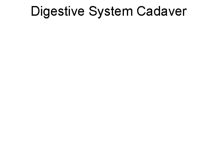 Digestive System Cadaver 