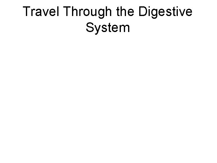 Travel Through the Digestive System 