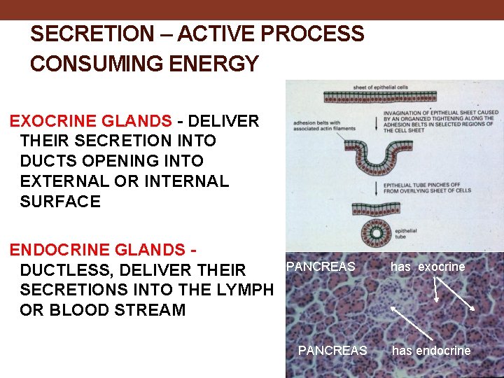 SECRETION – ACTIVE PROCESS CONSUMING ENERGY EXOCRINE GLANDS - DELIVER THEIR SECRETION INTO DUCTS