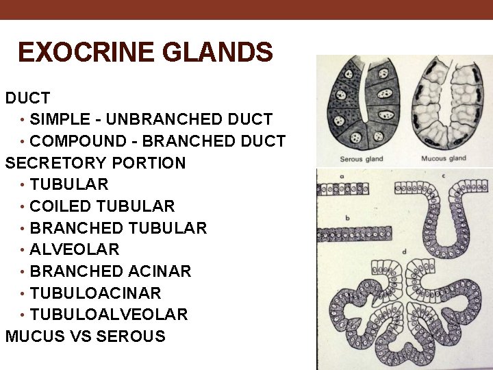 EXOCRINE GLANDS DUCT • SIMPLE - UNBRANCHED DUCT • COMPOUND - BRANCHED DUCT SECRETORY