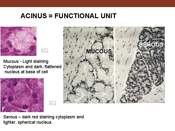 ACINUS = FUNCTIONAL UNIT SEROUS 072 MUCOUS Mucous - Light staining Cytoplasm and dark,