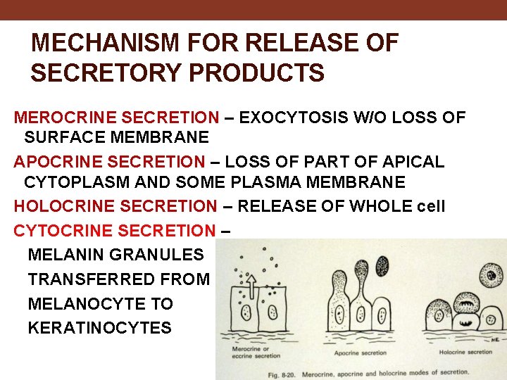 MECHANISM FOR RELEASE OF SECRETORY PRODUCTS MEROCRINE SECRETION – EXOCYTOSIS W/O LOSS OF SURFACE