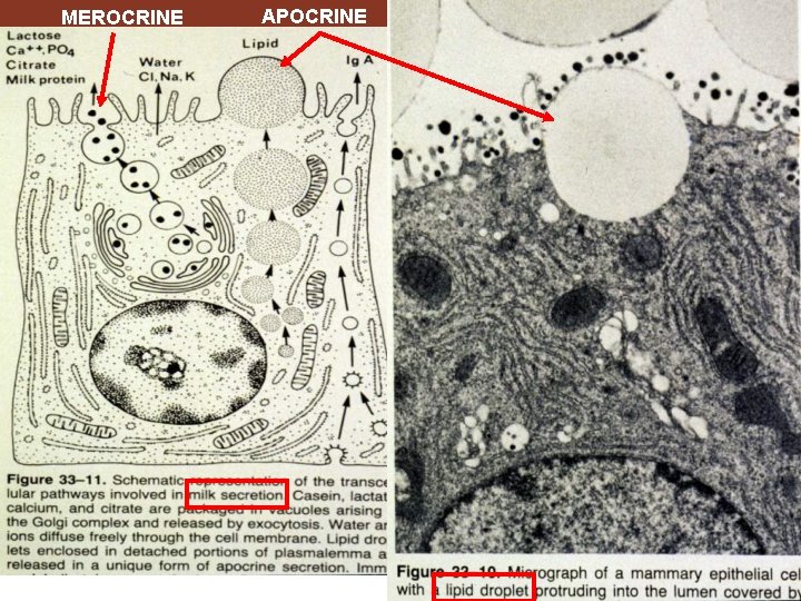 MEROCRINE APOCRINE 