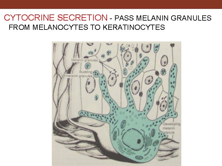 CYTOCRINE SECRETION - PASS MELANIN GRANULES FROM MELANOCYTES TO KERATINOCYTES 