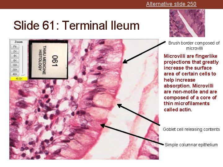 Alternative slide 250 Slide 61: Terminal Ileum Brush border composed of microvilli Microvilli are