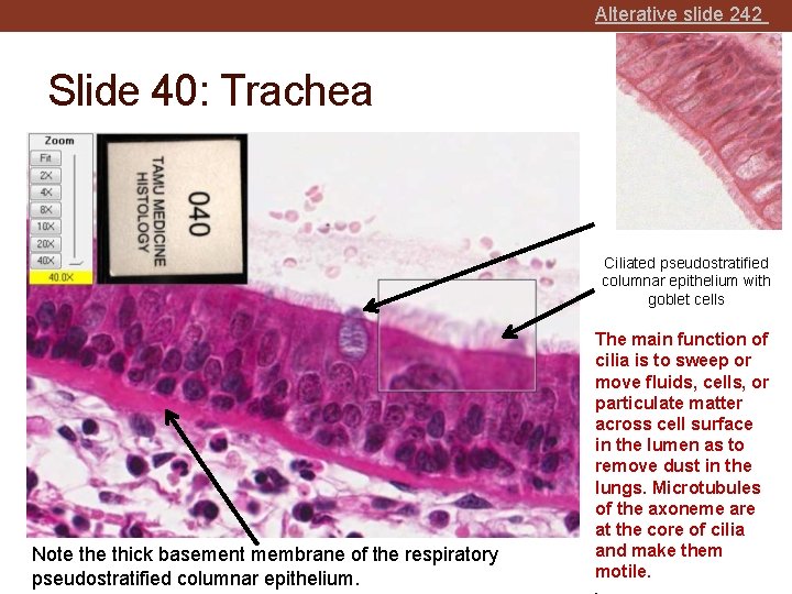 Alterative slide 242 Slide 40: Trachea Goblet cell releasing contents Ciliated pseudostratified columnar epithelium