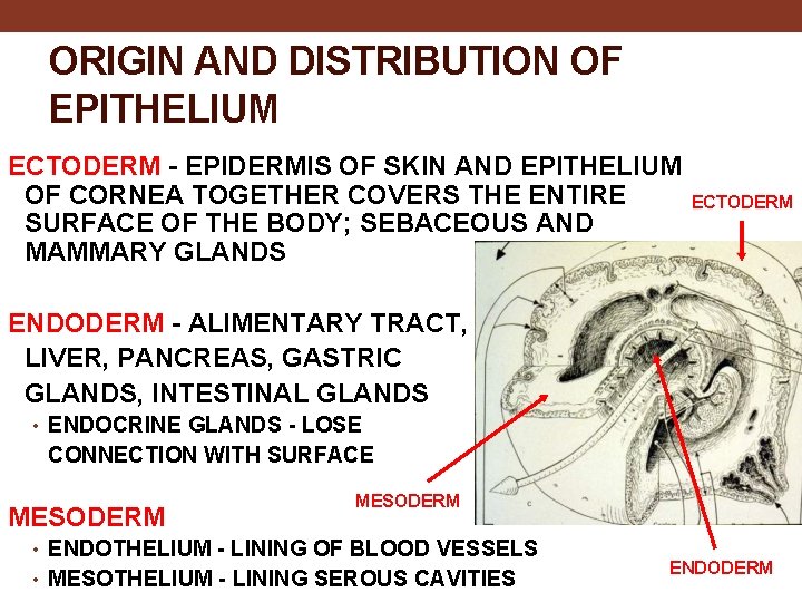 ORIGIN AND DISTRIBUTION OF EPITHELIUM ECTODERM - EPIDERMIS OF SKIN AND EPITHELIUM OF CORNEA