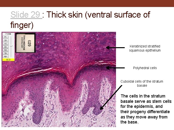 Slide 29 : Thick skin (ventral surface of finger) Keratinized stratified squamous epithelium Polyhedral