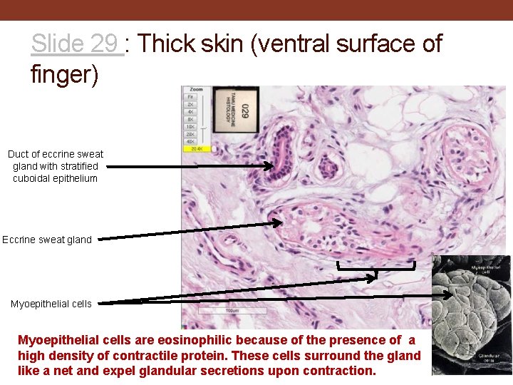 Slide 29 : Thick skin (ventral surface of finger) Duct of eccrine sweat gland