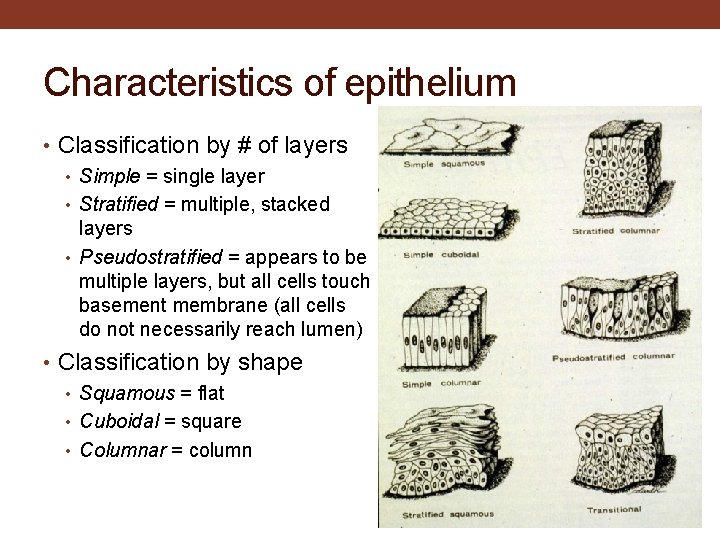 Characteristics of epithelium • Classification by # of layers • Simple = single layer