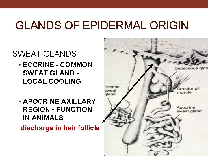 GLANDS OF EPIDERMAL ORIGIN SWEAT GLANDS • ECCRINE - COMMON SWEAT GLAND LOCAL COOLING