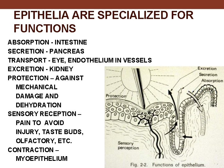 EPITHELIA ARE SPECIALIZED FOR FUNCTIONS ABSORPTION - INTESTINE SECRETION - PANCREAS TRANSPORT - EYE,