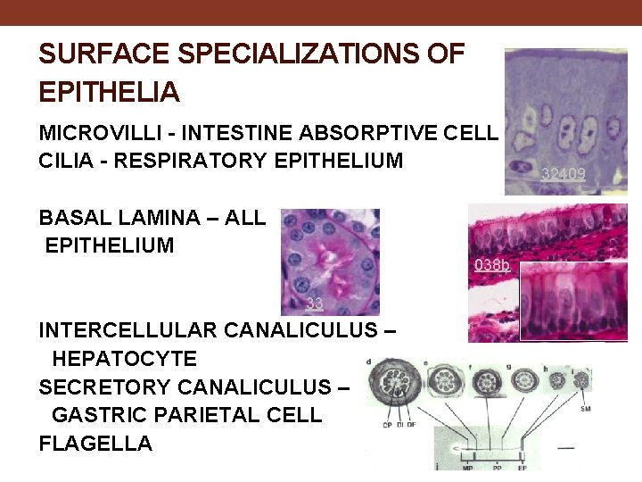 SURFACE SPECIALIZATIONS OF EPITHELIA MICROVILLI - INTESTINE ABSORPTIVE CELL CILIA - RESPIRATORY EPITHELIUM BASAL