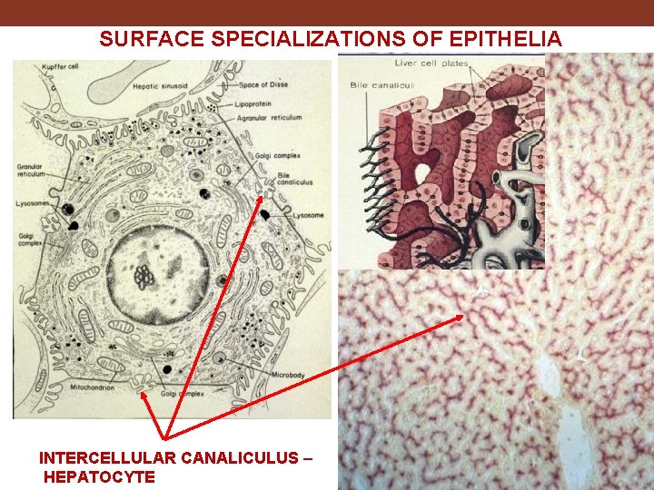 SURFACE SPECIALIZATIONS OF EPITHELIA INTERCELLULAR CANALICULUS – HEPATOCYTE 