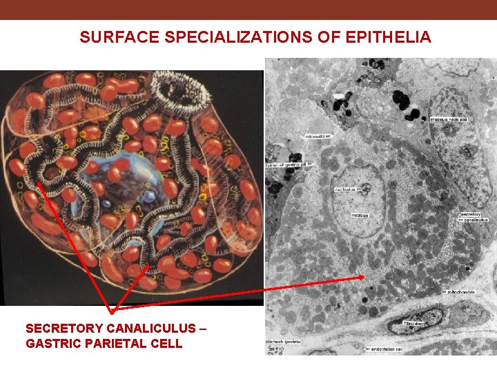 SURFACE SPECIALIZATIONS OF EPITHELIA SECRETORY CANALICULUS – GASTRIC PARIETAL CELL 