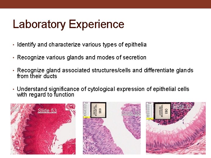 Laboratory Experience • Identify and characterize various types of epithelia • Recognize various glands