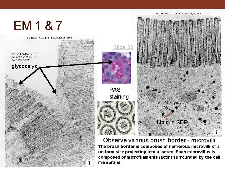 EM 1 & 7 Slide 33 glycocalyx PAS staining Lipid in SER Observe various