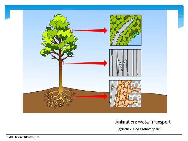 Animation: Water Transport Right-click slide / select “play” © 2013 Pearson Education, Inc. 