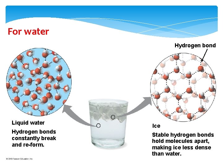For water Hydrogen bond Liquid water Hydrogen bonds constantly break and re-form. Ice Stable